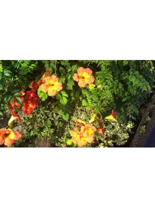 2541 מחטב שמלה WYOB שחור 0 L